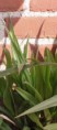 /album/eendagsbloem/tradescantia-virginiana-blad-weilustlaan-blad-jpg/